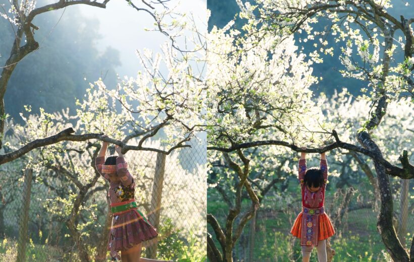 [Hà Nội] Tour Mộc Châu: Hà Nội - Mộc Châu -Mai Châu ( 2 ngày 1 đêm)